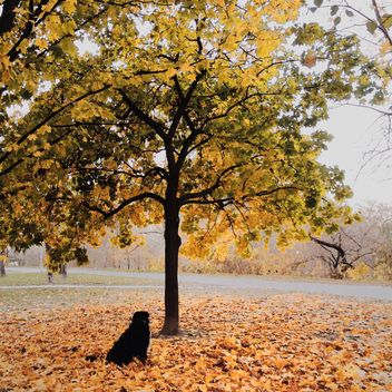 Autumn at the morning - image gratuit #271739